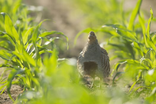 wild bird in natural habitat, nature series