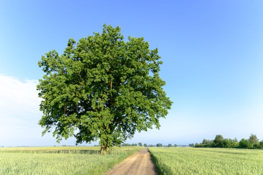 country road leading up to the horizon line , nature series