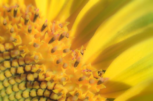flowers as a colorful background, macro photo, nature series