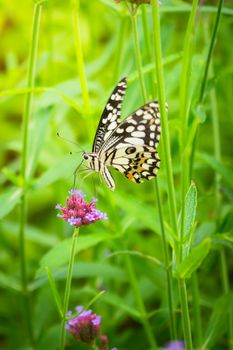 Beautiful Butterfly on Colorful Flower, nature background