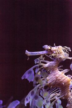 Leafy seadragon Phycodurus eques is also called Glauerts seadragon