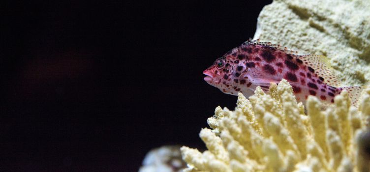 Spotted hawkfish Cirrhitichthys aprinus perches on coral and sand in a reef