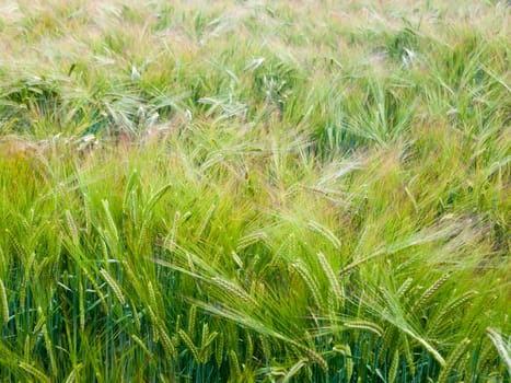 close up of field of crop growing outside england uk