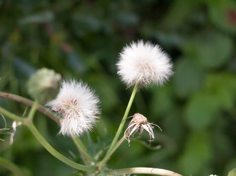 clear white dandelion flower head in grass isolated england uk