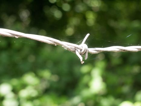 close up detail of barbed wire with spider web and green background england uk