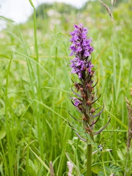 a gorgeous purple orchid flower in the grass meadow
