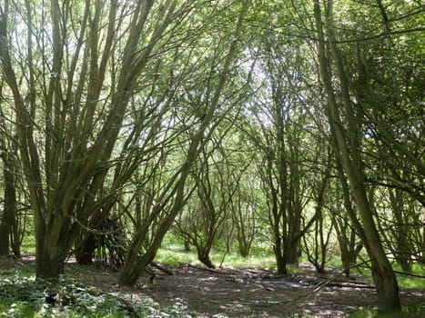 tree branches in a peaceful place outside