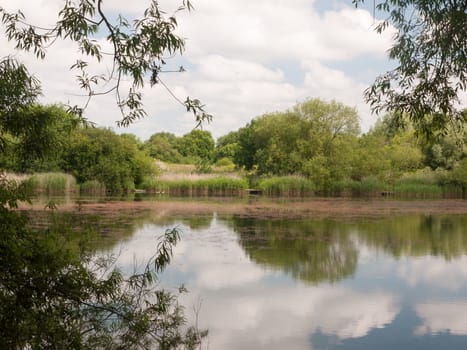 countryside water with reeds trees and sky