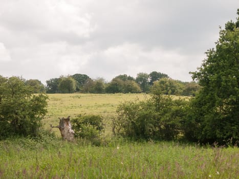 green hills and trees with overcast sky peaceful