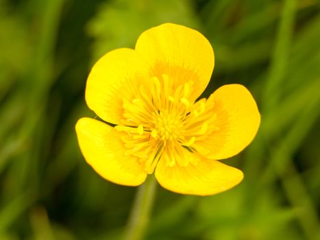 close up macro of a beautiful and fully open spring buttercup with a green grass background outside sunny life Ranunculus