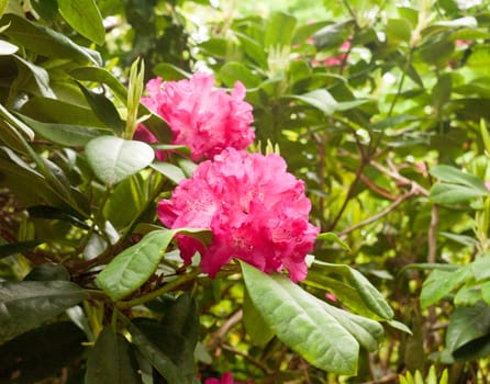 a gorgeous pinky bright red rhododendron outside close up on a tree in detail in sunlight on spring day lush and vibrant with color in uk england flowers