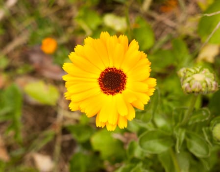 a gorgeous close up of a golden wild yellow gerbera outside on the ground on a spring day pretty blossom flower essex uk england nature