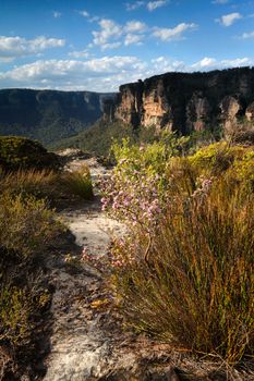 Beautiful views across the heathland bushes on the escarpment cliffs of Blue Mountains, Australia