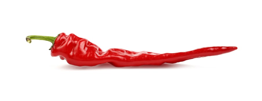 One whole fresh red hot chili pepper isolated on white background, close up, side low angle view
