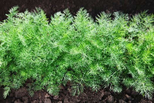 green fennel grows on soil