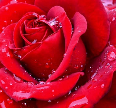 Red rose with water drops on petals close-up