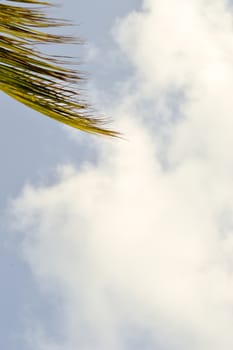 Palm tree branch against blue sky and white cloud on Bamburi beach in Kenya