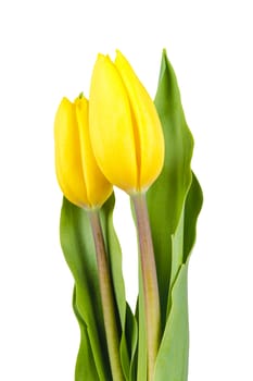 Yellow tulips isolated on a white background