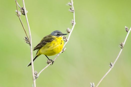 The photograph shows a wagtail on a branch