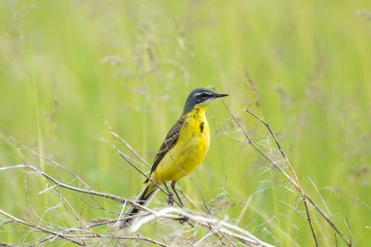 The photograph shows a wagtail on a branch