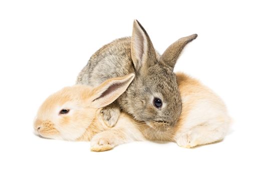 The picture shows a rabbit on a white background