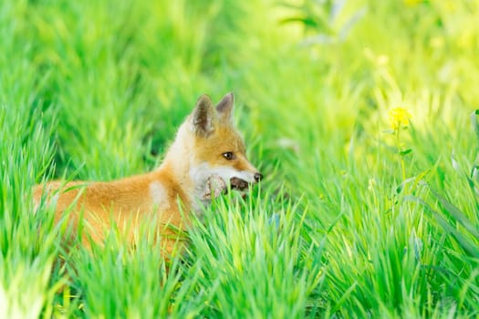 The picture shows a fox on the grass