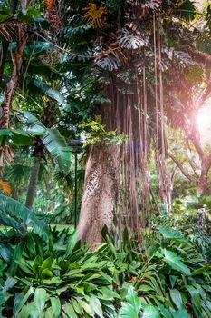 trees and lianas in the rainforest. Jungle background