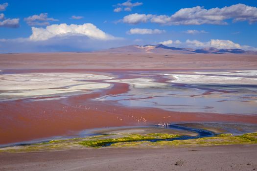 Laguna Honda in sud Lipez Altiplano reserva Eduardo Avaroa, Bolivia