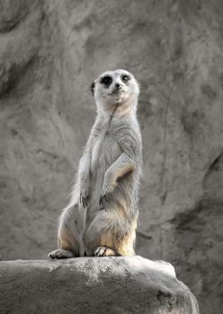 Small suricate on a rock, watching around