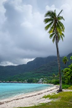 Palm trees on Temae Beach in Moorea island. French Polynesia