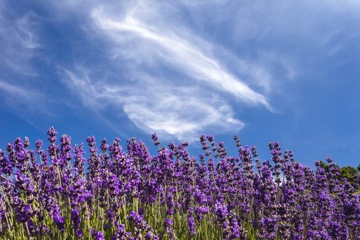 This photo was taken at a formal botanical garden near San Francisco, California. Spring had arrived, and flowers are in bloom. This image features a field of Lavender, and beautiful blue sky with wispy clouds.