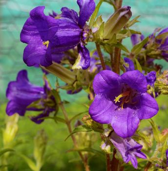 Purple flowers of a campanula plant growing in a garden - also known as Canterbury Bells