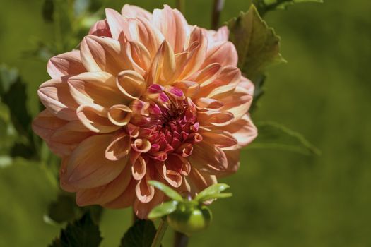 This photo was taken at a formal botanical garden near San Francisco, California. Spring had arrived, and flowers are in bloom. This image features a blooming orange flower with a green background.