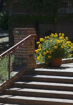 This photo was taken at a formal botanical garden near San Francisco, California. Spring had arrived, and flowers are in bloom. This image features a beautiful Yellow Wildflowers and brick pillar.