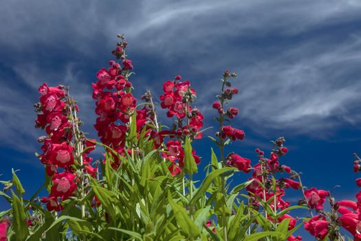 This photo was taken at a formal botanical garden near San Francisco, California. Spring had arrived, and flowers are in bloom. This image features a beautiful red flowers and with a deep blue sky with wispy clouds.