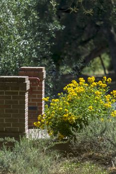 This photo was taken at a formal botanical garden near San Francisco, California. Spring had arrived, and flowers are in bloom. This image features a beautiful Yellow Wildflowers and brick pillars.