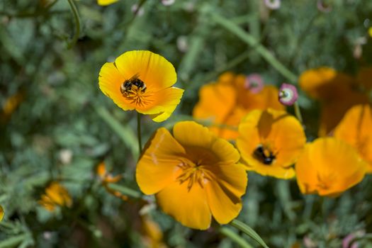 This photo was taken at a formal botanical garden near San Francisco, California. Spring had arrived, and flowers are in bloom. This image features a beautiful California Poppies and Bumble Bees collecting Pollen.