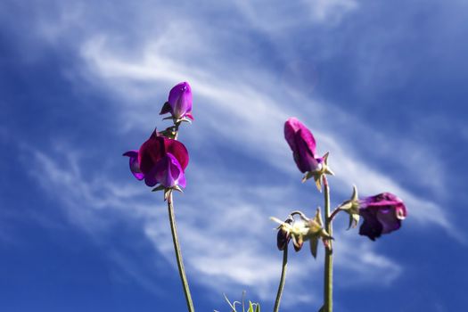 This photo was taken at a formal botanical garden near San Francisco, California. Spring had arrived, and flowers are in bloom. This image features a beautiful purple Sweet Pea blossoms and with a deep blue sky with wispy clouds.
