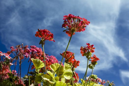This photo was taken at a formal botanical garden near San Francisco, California. Spring had arrived, and flowers are in bloom. This image features a beautiful red flower blossoms and with a deep blue sky with wispy clouds.