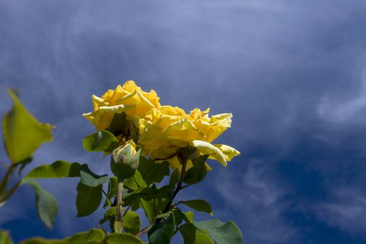 This photo was taken at a formal botanical garden near San Francisco, California. Spring had arrived, and flowers are in bloom. This image features a beautiful yellow rose blossoms and with a deep blue sky with wispy clouds.