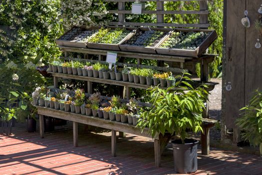 This photo was taken at a formal botanical garden near San Francisco, California. Spring had arrived, and flowers are in bloom. This image features a cart of succulents on an old wooden display.
