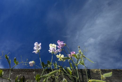 This photo was taken at a formal botanical garden near San Francisco, California. Spring had arrived, and flowers are in bloom. This image features a beautiful Sweet Pea Blossoms flowers and with a deep blue sky with wispy clouds.