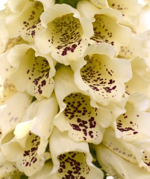 Close-up of cream tubular foxglove flowers with burgundy spots. All parts of the digitalis plant are poisonous.