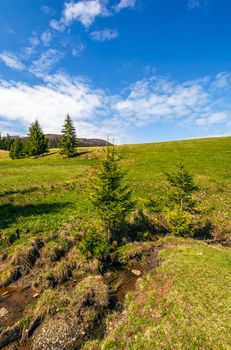 small wild stream among the forest on grassy hillside. beautifull landscape in sunny weather
