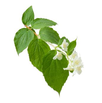 Branch of the  white jasmine with  several flowers close up on a light background
