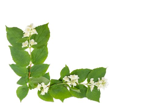 Background of the branches of the white jasmine with flowers on a light background
