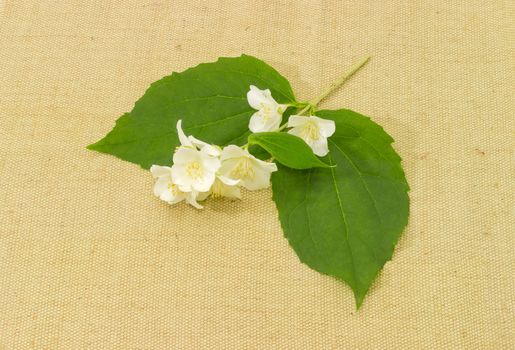 Small twig of the white jasmine with several leaves and flowers on the sackcloth
