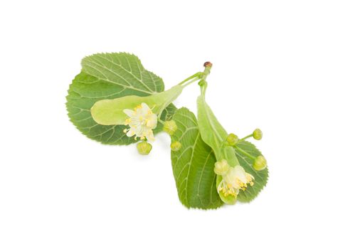 Small twig of the linden with leaves, flowers and buds on a light background 
