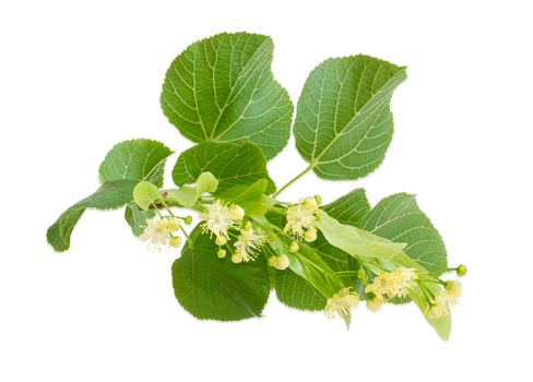 Branch of the flowering linden with leaves, flowers and buds on a light background 
