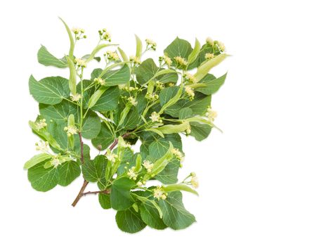 Branch of the flowering linden with leaves, flowers and buds on a light background 
